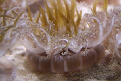 creatures under sea. Undersea Creatures